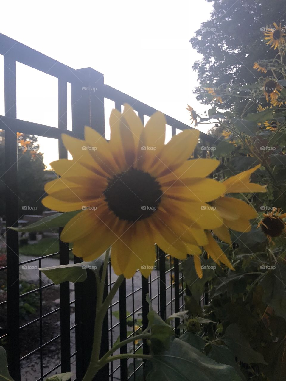 Sunflower natural light 
