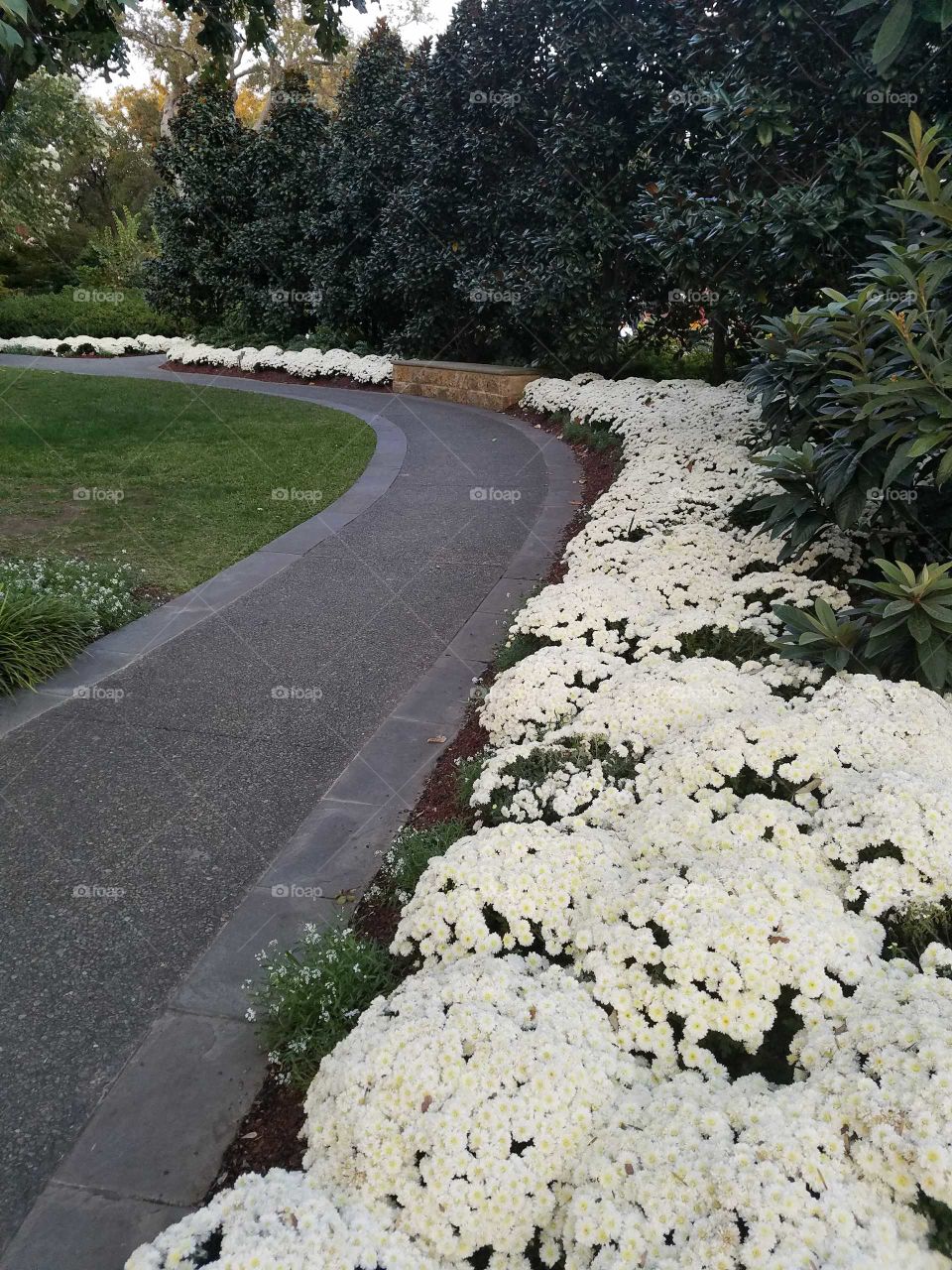 White Mums in the Light