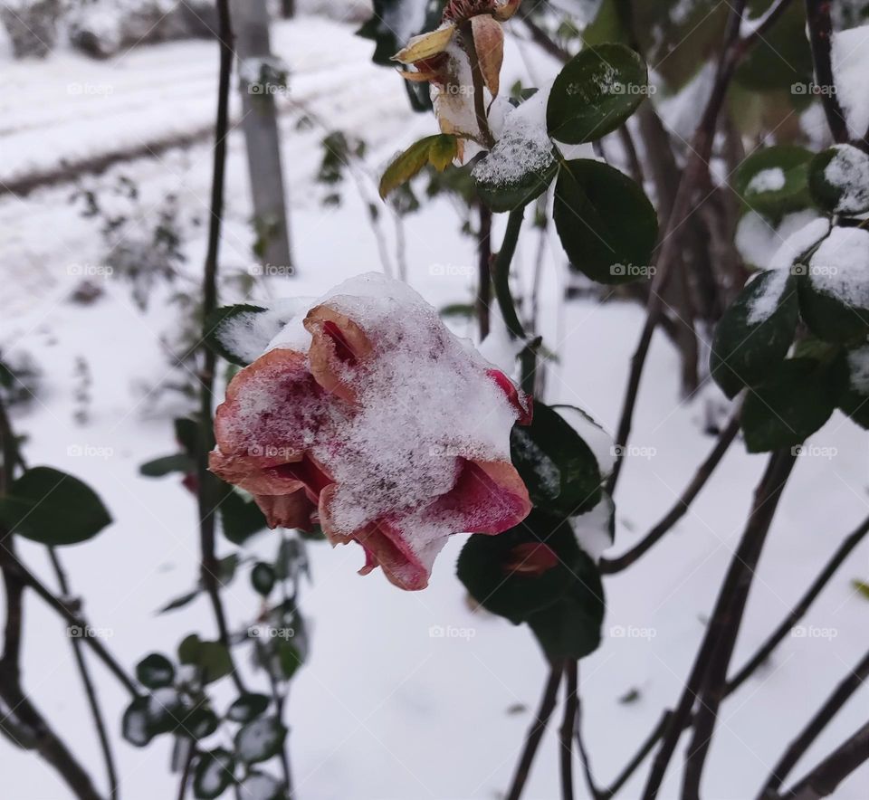 Mysterious rose under the cover of the first snow.