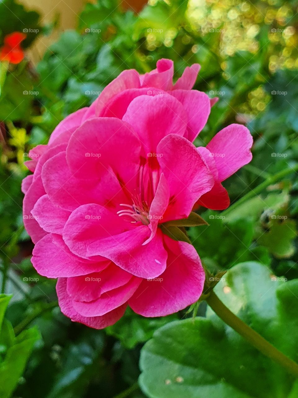 pink geranium