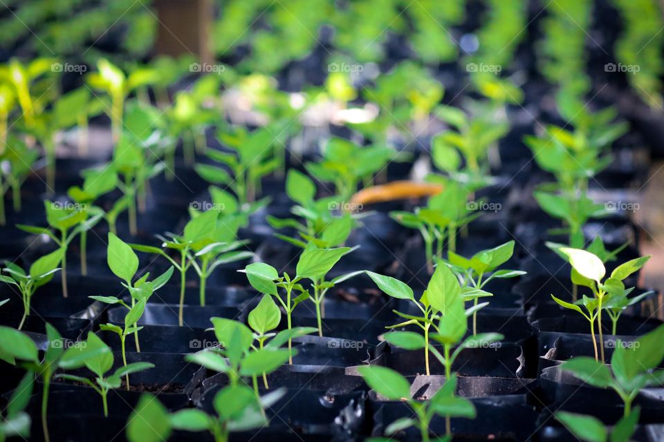 Green small seedling in a black poly bag in line for gardening