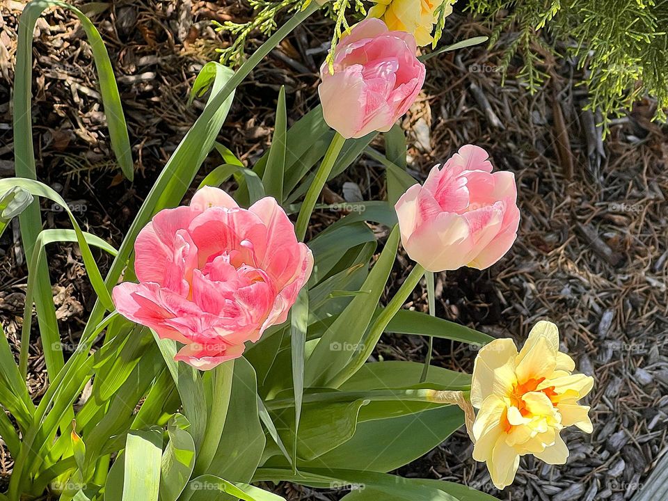 Spring Colorful Flowers 