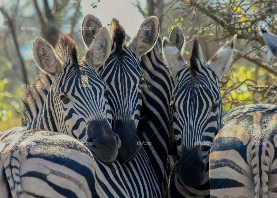 Zebras are loving animals that can make beautiful and fun photos. Their stripes are all unique, and acts as a mechanism against predators. 