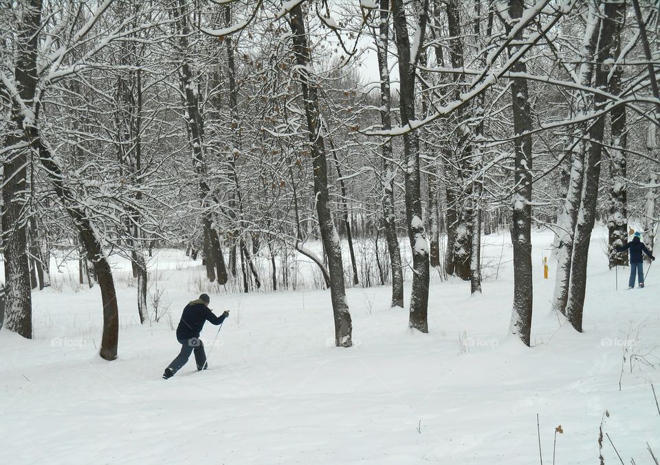 Snow, Winter, Cold, Tree, Wood