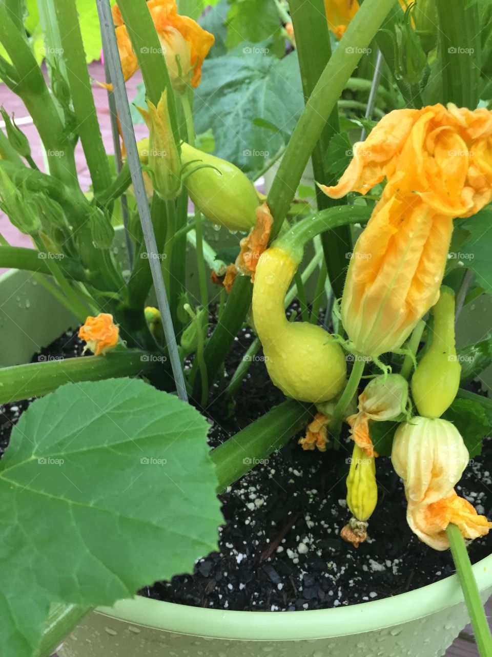 No Person, Nature, Leaf, Flora, Garden