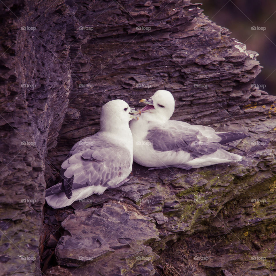 Bird, Nature, Wildlife, Animal, Wild