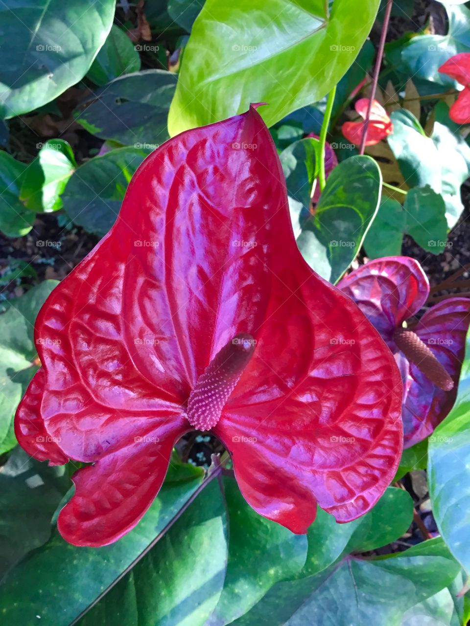 Anthuriums at Hawaii Tropical Botanical Garden