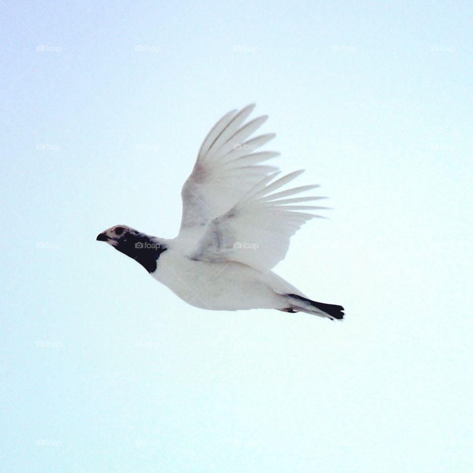 One flying grouse