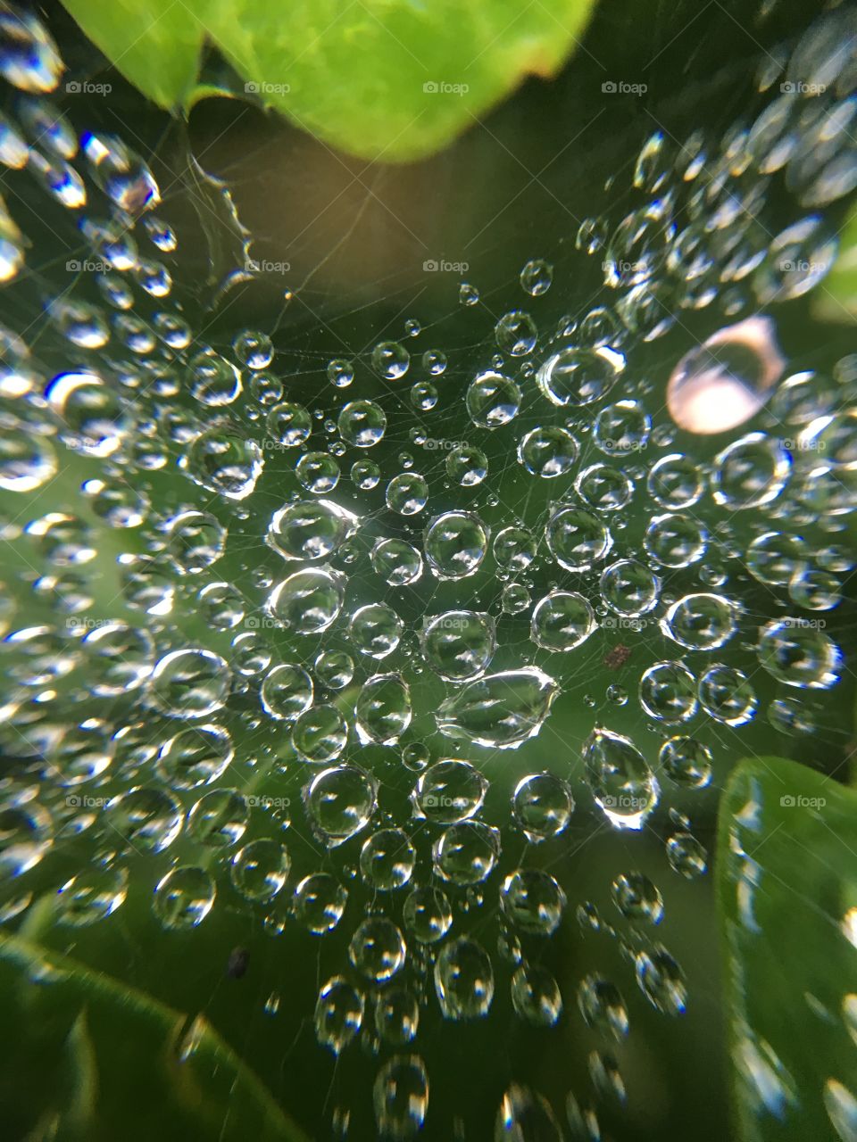 Rain drops on spiderweb 