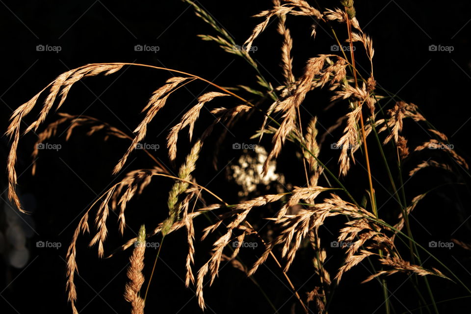 Wheat abstract