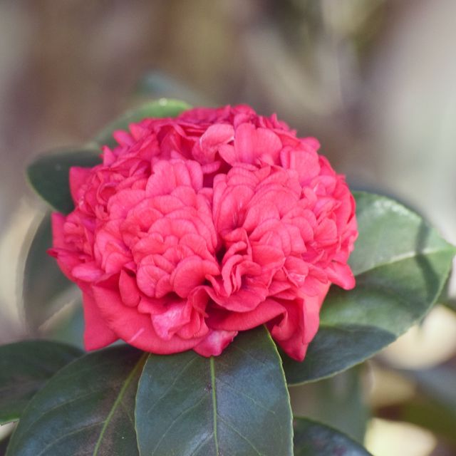 Florida Winter Bloom