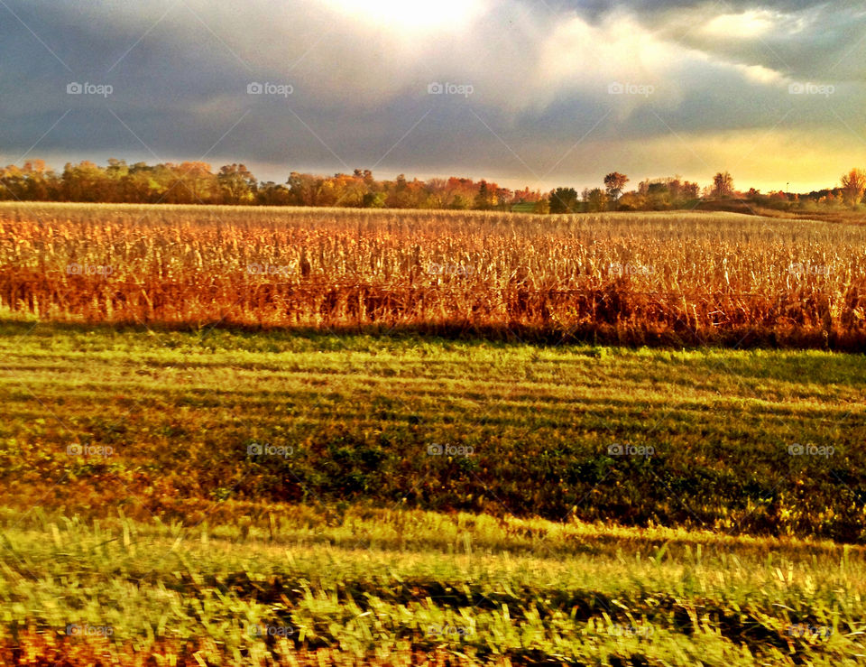 corn to be harvested-fall by kelliwidger