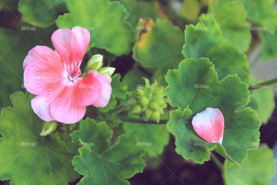 Pink geranium