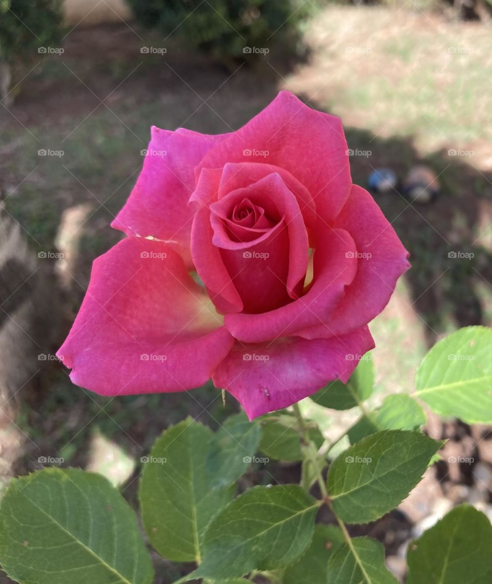 🌹 🇺🇸 Very beautiful flowers to brighten our day.  Live nature and its beauty. Did you like the delicate petals? / 🇧🇷 Flores muito bonitas para alegrar nosso dia. Viva a natureza e sua beleza. Gostaram das pétalas delicadas? 