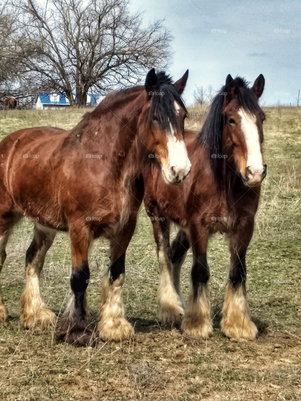 Clydesdales, friends.