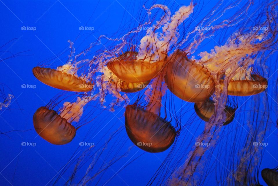 Beautiful and cute jellyfish