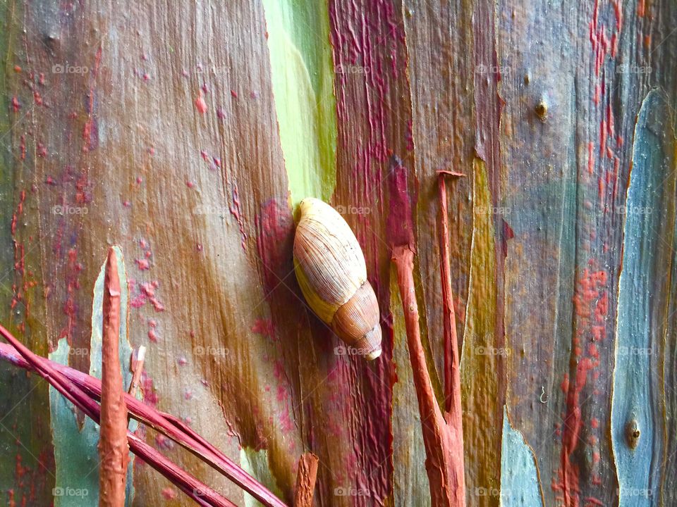 Snail and Tree Trunk