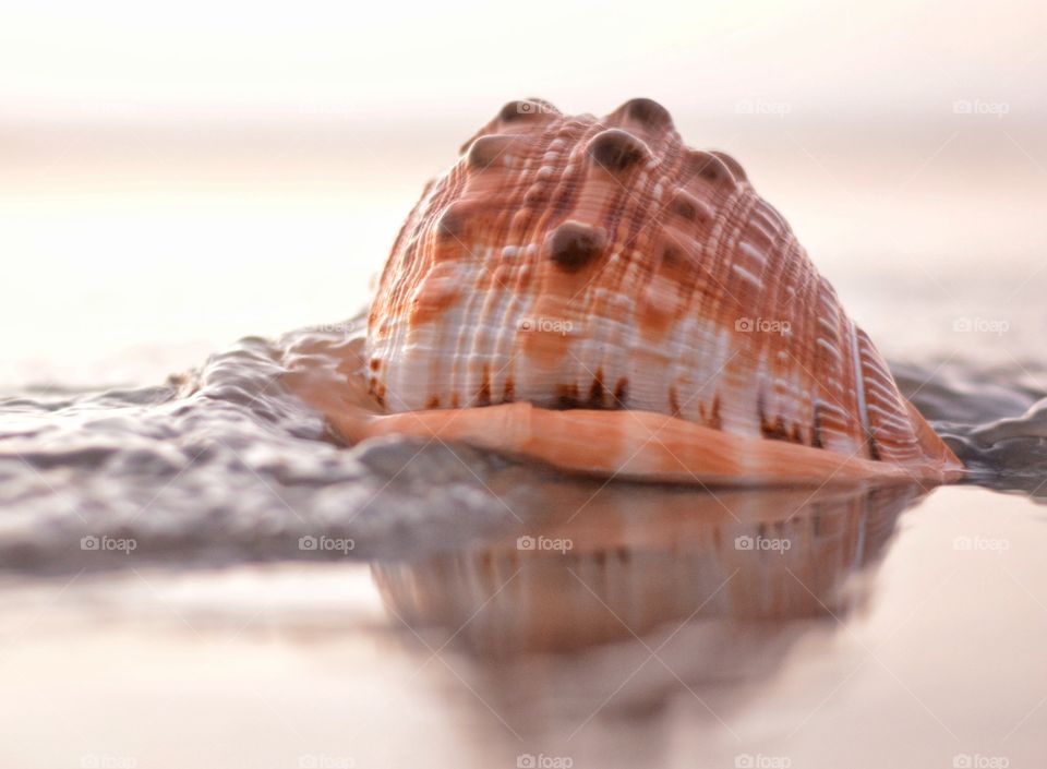 Close-up of conch shell at beach