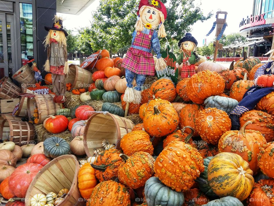 Pumpkin patch market first signs of autumn