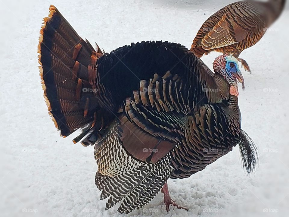 Gorgeous Turkey showing his affection and waiting for the right Valentine to show up.
