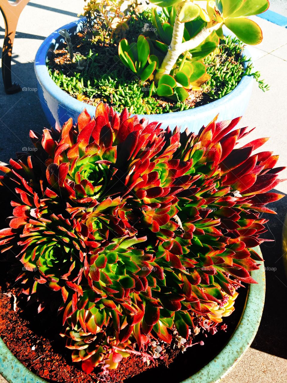 Close-up of potted plants