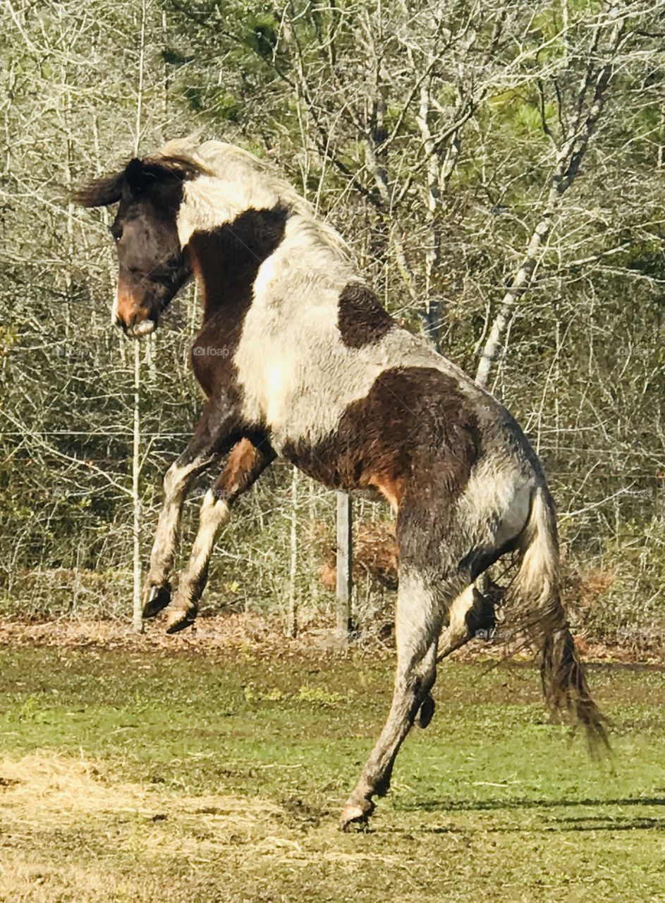 Bella the muddy paint horse mare jumping for joy in the South Georgia woods. 