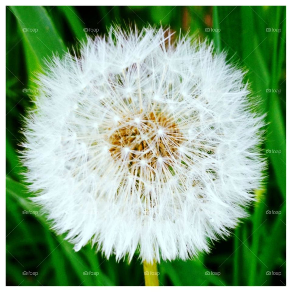 dandelion