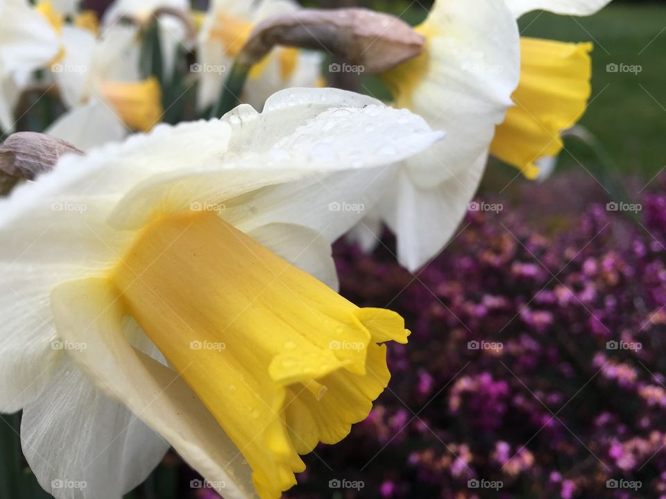 Close-up of yellow flowers