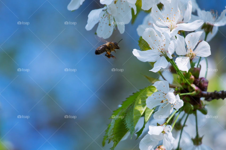 Bee pollinating on flowers