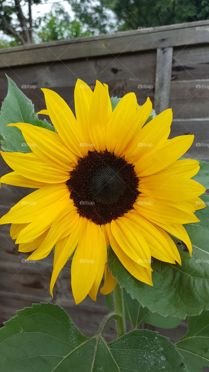 sunflower