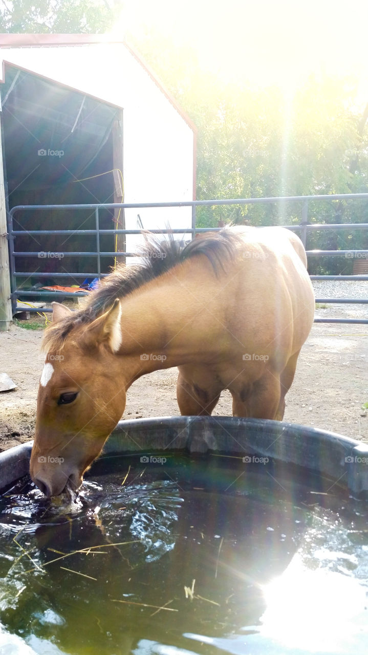 A nice cool drink for water for this foal, it is a hard life being a horse in the country