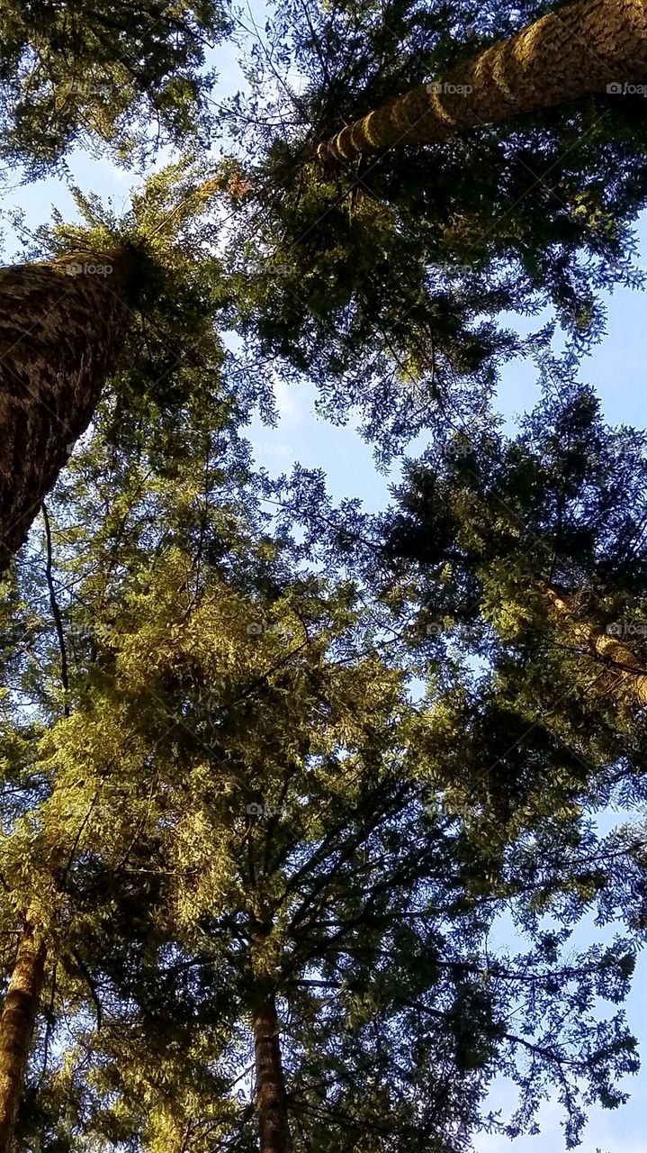tall tall trees Portland Oregon