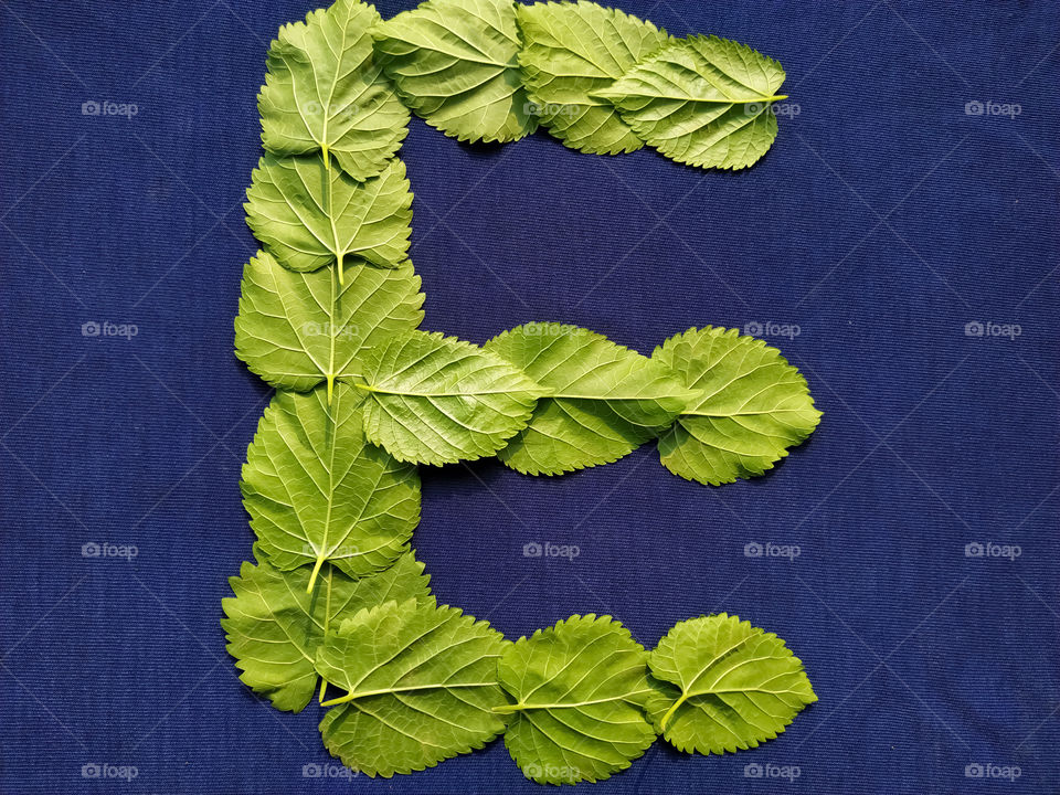 Letter E alphabet made with mulberry Tree Green leaf over blue background