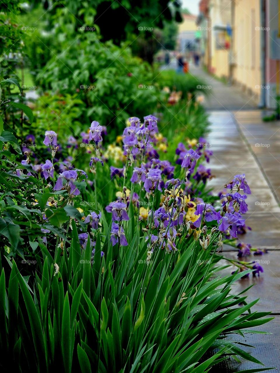 walk after rain