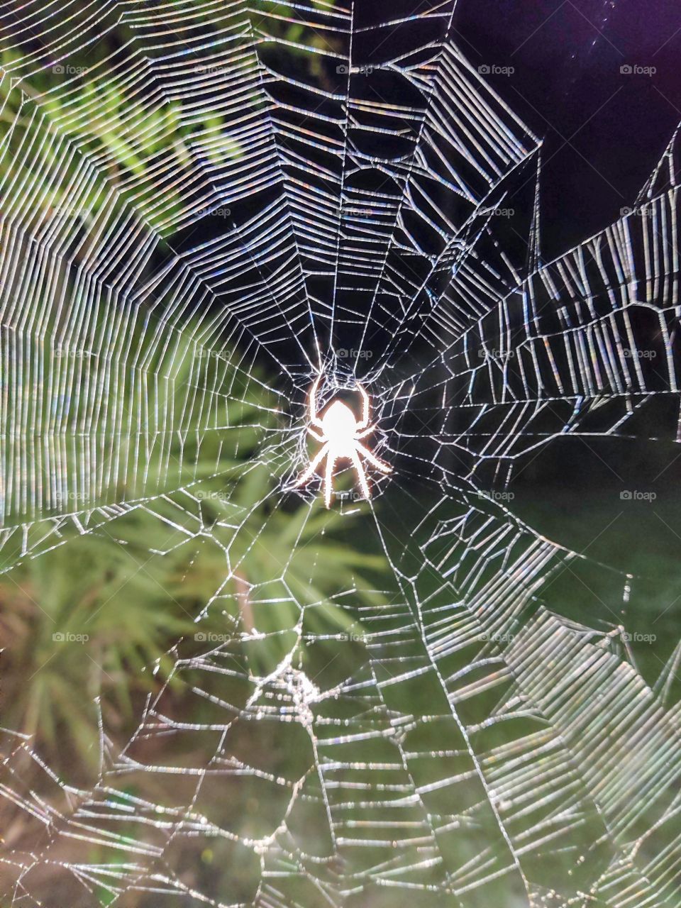 spider in web