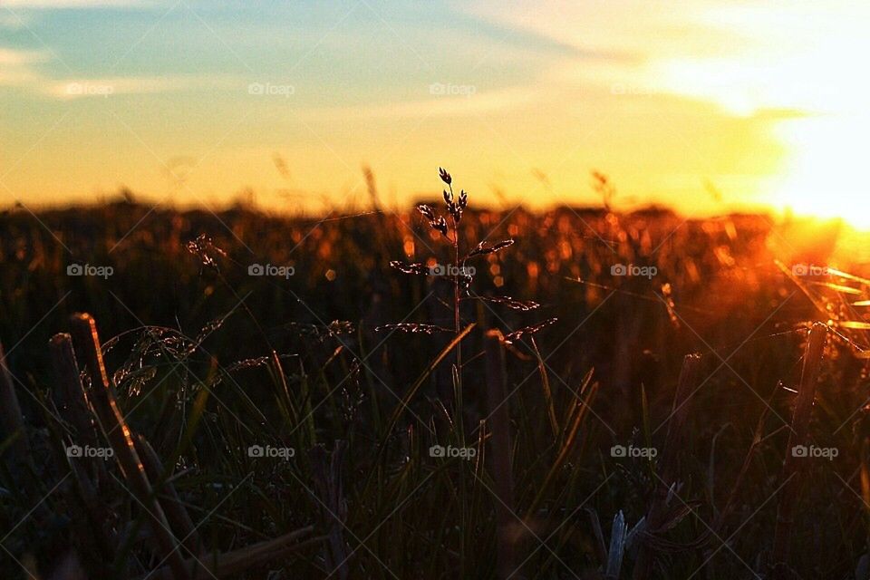 sol sun fall fields by sebastian.zetterdahl