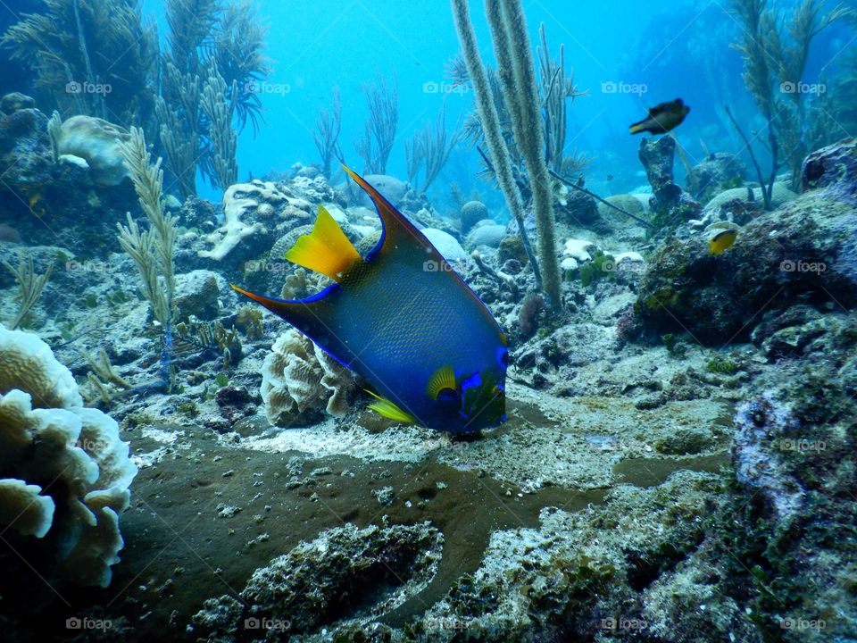 Ocean Fish Roatan Honduras