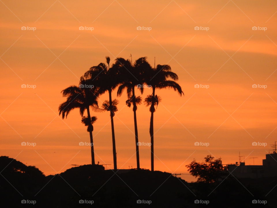 Summer Palm trees