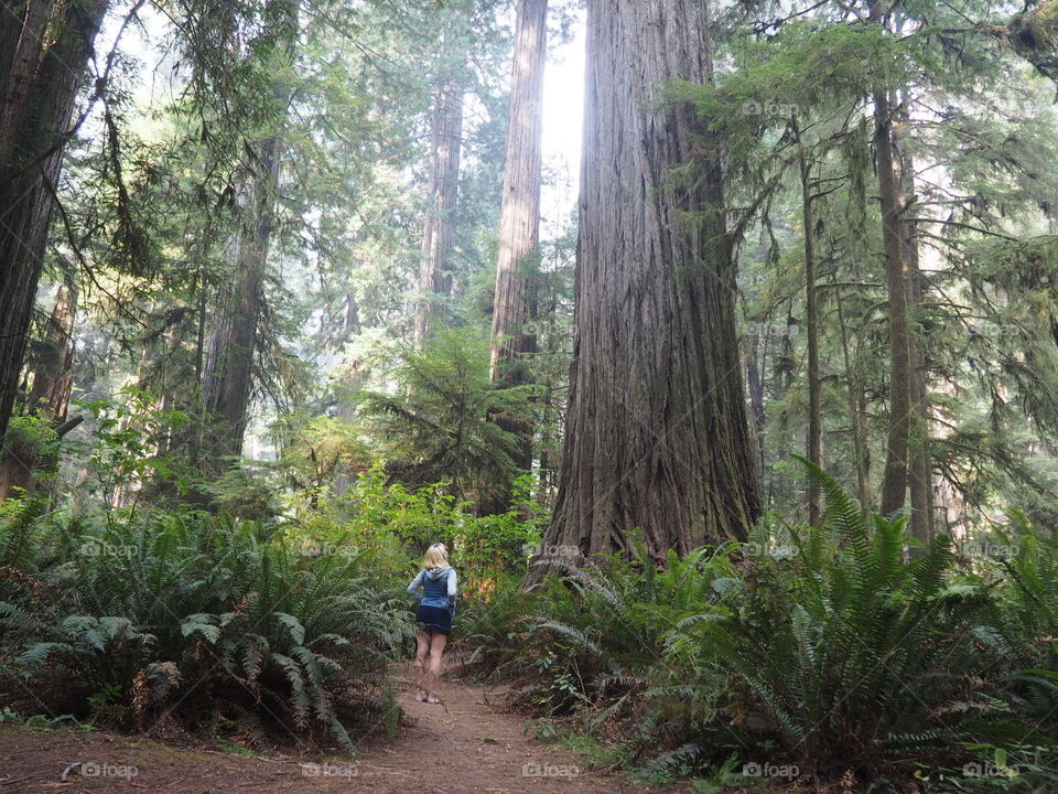 Among the trees 