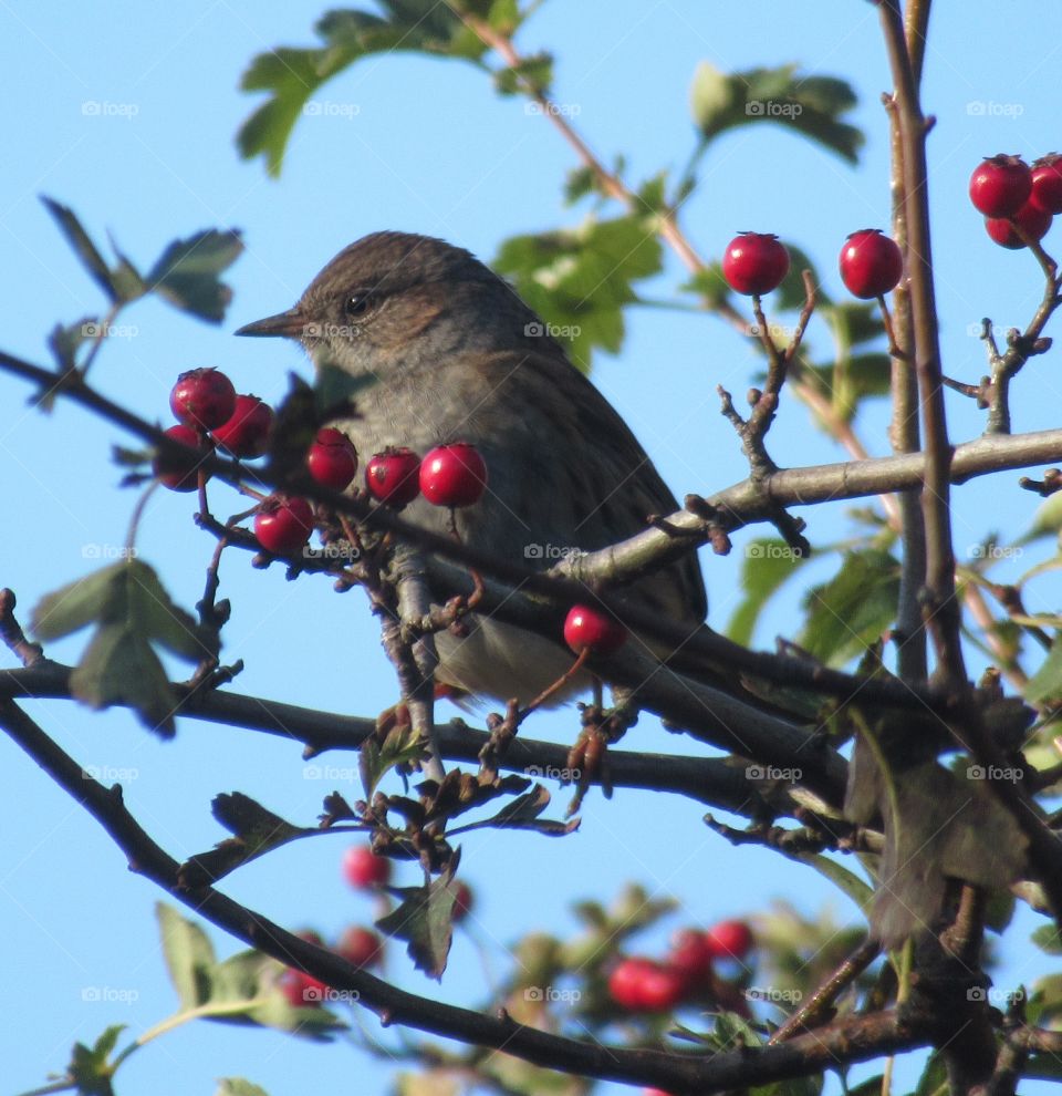 Dunnock amongst the bright red berries