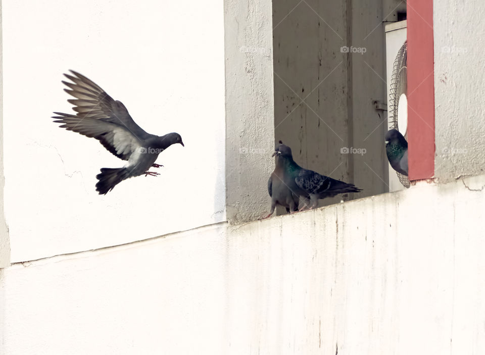 Bird flight photography - Dove - Stretching, Flapping wings to start a good day