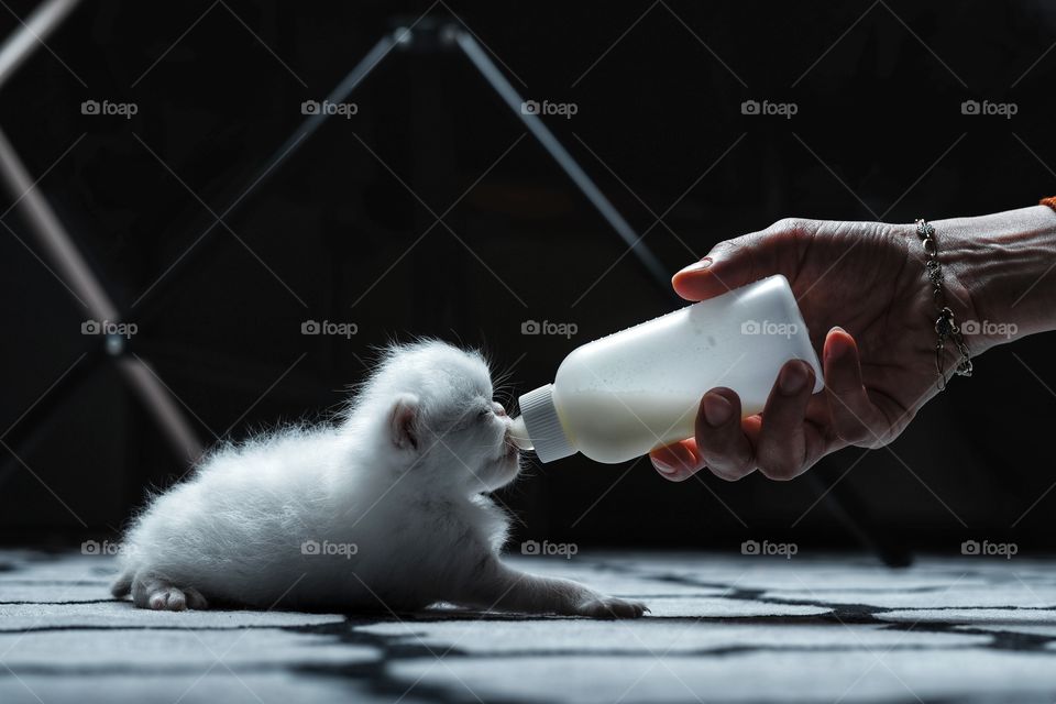 feeding kitten