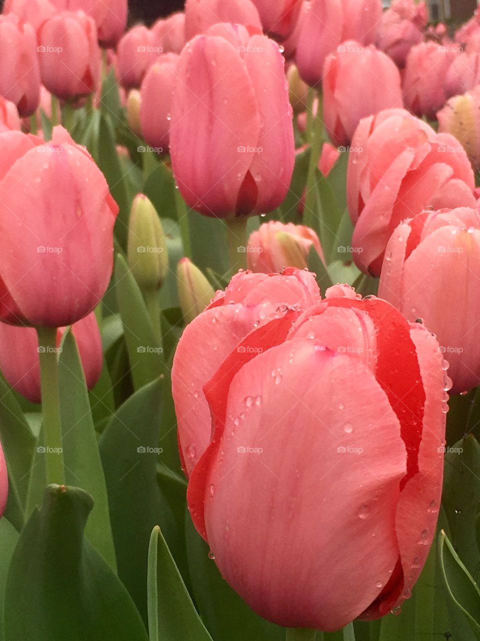 Tulips to remember; a salmon-colored rarity