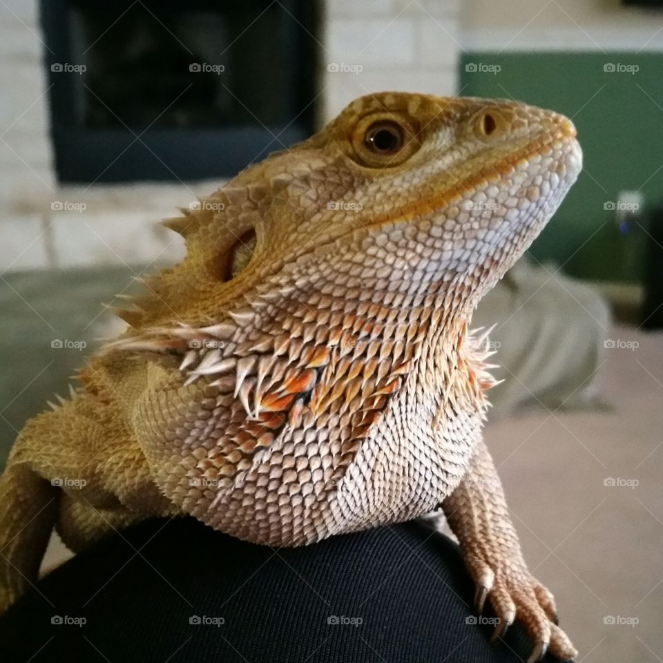 bearded dragon reptile lizard iguana