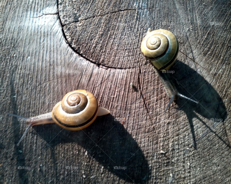 Snail, Shellfish, Gastropod, Spiral, Shell