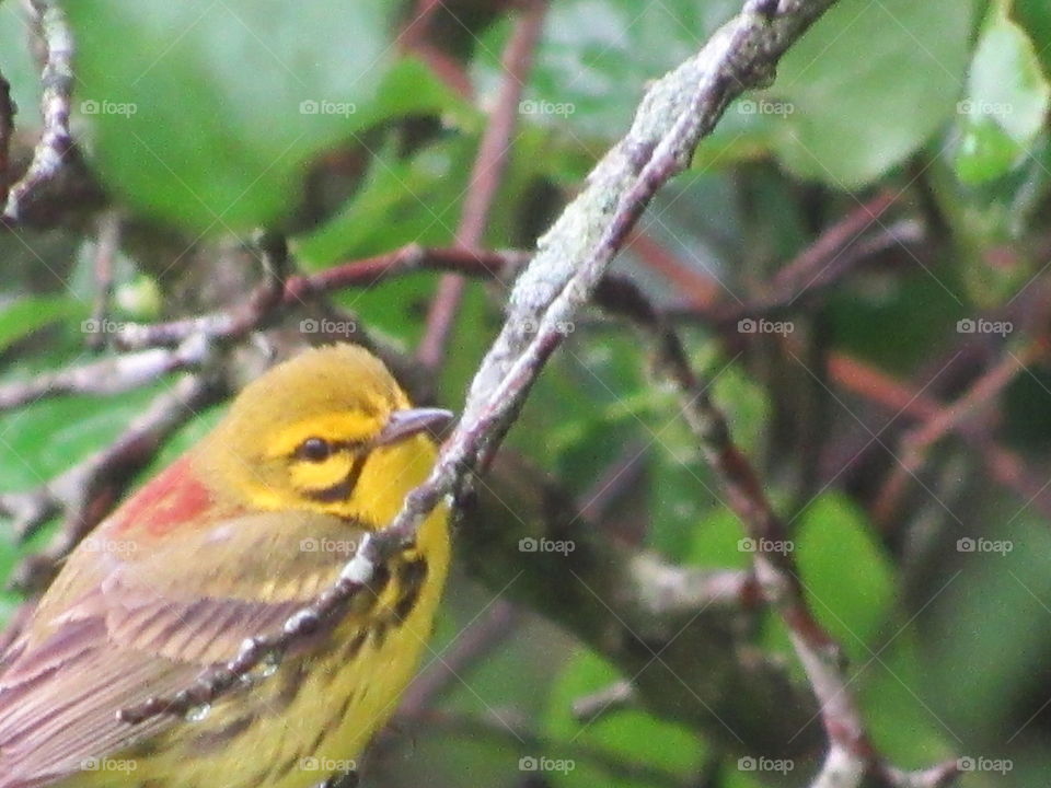Prairie Warbler