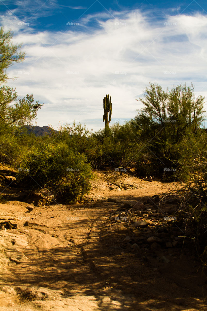 dry creek. dry creek in the desert