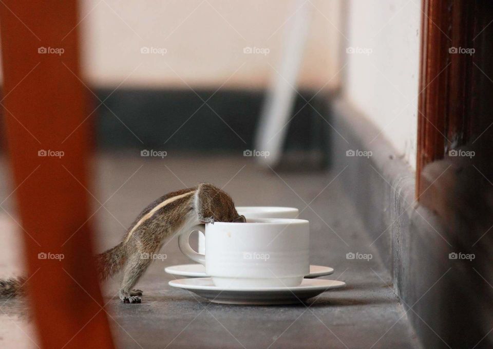 Squirrel Sipping Coffee