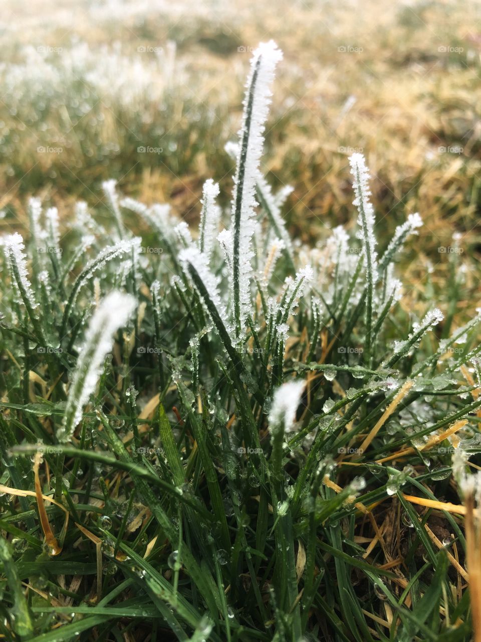 Morning frost 