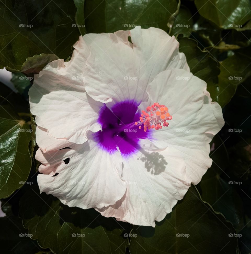 hibiscus